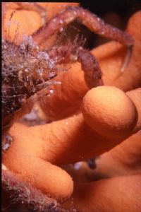 Camoflagecrab on softcoral, taken at väderöarna on the sw... by Dan Nilsson 